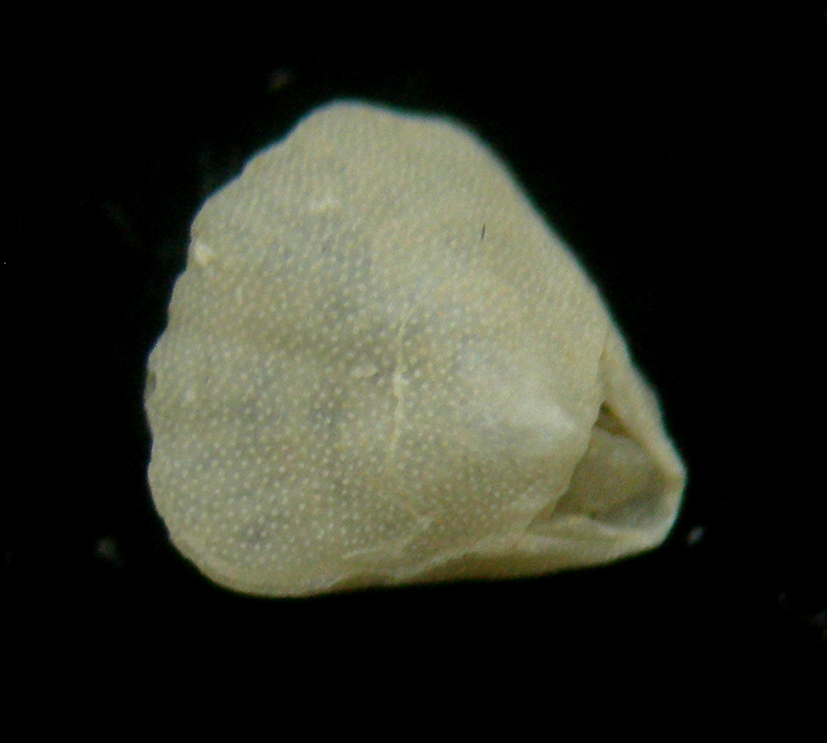 Argyrotheca cordata (Risso, 1826)